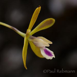 Florida Orchids